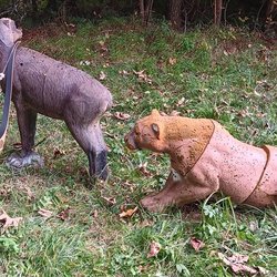 3D Ziele auf der Wiese